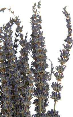 J-Line bundel Gedroogde Lavendel - riet - paars