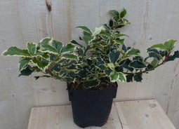 Hulst witbont 30 cm