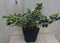 Hulst witbont 30 cm
