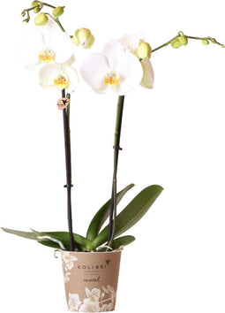 Kolibri Orchids | witte Phalaenopsis orchidee - Dame Blanche - potmaat Ø12cm | bloeiende kamerplant - vers van de kweker