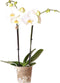 Kolibri Orchids | witte Phalaenopsis orchidee - Dame Blanche - potmaat Ø12cm | bloeiende kamerplant - vers van de kweker