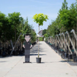 Gele bolcatalpa 200 cm stamhoogte | Catalpa big. 'Aurea' 6-10 cm 200-220 cm| Bomenbezorgd.nl