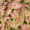 Plant in a Box - Caladium Carolyn Whorton - Set van 2 - Tropische kamerplant - Pot 13cm - Hoogte 25-40cm