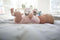 Philips Avent Knuffel Fopspeen - 0 tot 6 Maanden - Ultra Soft - Olifantje