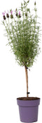 Plant in a Box - Lavandula stoechas 'Anouk' - Lavendelboom - Winterhard - Tuinplanten - Pot 15cm - Hoogte 45-55cm