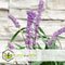 Plant in a Box - Liriope muscari 'Ingwersen' - Set van 6 - Winterharde siergrassen - Pot 14cm - Hoogte 25-35cm