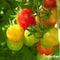 Tomatenzaden Pakket - 13 Soorten - Tomaten Zaden - Groentezaden - Tomaten - Moestuinzaden - Tomatenplant - Moestuin Pakket - Tomaat - Tomatenzaden - Organifer