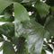 Caryota Mitis - 110 cm, Ø 27 cm