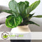 Plant in a Box - Calathea 'Julia' - Pot 17cm - Hoogte 35-45cm - Luchtzuiverende kamerplant - Mooie bladeren