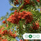 Lijsterbes 'Dodong' | Sorbus Dodong 6-10 cm | Bomenbezorgd.nl