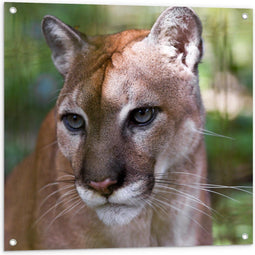 Tuinposter - Puma in het Bos - 80x80cm UV-bestendig - PVC Waterafstotend