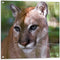 Tuinposter - Puma in het Bos - 80x80cm UV-bestendig - PVC Waterafstotend