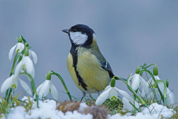 Customize it - Tuinschilderij mees winter 130x70cm