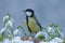Customize it - Tuinschilderij mees winter 130x70cm