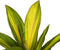 Decorum Duo 2x Cordyline Kiwi met Anna white – ↨ 40cm – ⌀ 12cm