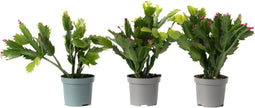 Plant in a Box - Schlumbergera Tricolor - Set van 3 Kerstcactussen - Kleurrijke bloeiende kamerplant - Pot 9cm - Hoogte 15-25cm