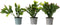 Plant in a Box - Schlumbergera Tricolor - Set van 3 Kerstcactussen - Kleurrijke bloeiende kamerplant - Pot 9cm - Hoogte 15-25cm