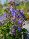 Campanula poscharskyana | 1 stuk | Bodembedekker | vermijd onkruid | grondbedekker | 11x11 cm Kwekerspot | Paars