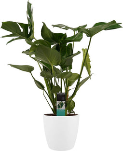 Decorum Monstera Deliciosa - Elho brussels white – ↨ 70cm – ⌀ 21cm