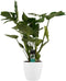 Decorum Monstera Deliciosa - Elho brussels white – ↨ 70cm – ⌀ 21cm