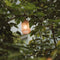Weltevree | Stringlight | Buitenverlichting | Tuinverlichting | Sfeer Verlichting Binnen & Buiten, Lichtsnoer, Lichtslinger | Wit | 12 meter kabel | Incl, Lampen