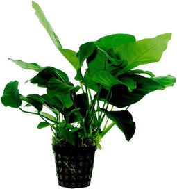 Ap-anubias barteri var.nana 5 cm pot