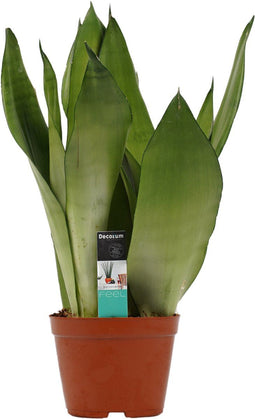 Sansevieria Moonshine ↨ 50cm - hoge kwaliteit planten