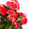 Donkerroze Begonia kunstplant met bloemen 37 cm in terracotta pot - Kunstplanten/nepplanten - Voor binnen