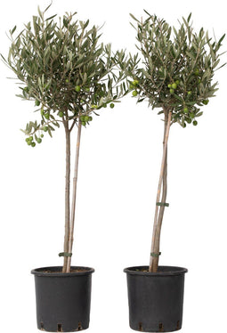 Plant in a Box - Olea Europaea - Set van 2 - Winterharde olijfboom op stam - Pot 19cm - Hoogte 80-90cm