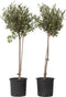 Plant in a Box - Olea Europaea - Set van 2 - Winterharde olijfboom op stam - Pot 19cm - Hoogte 80-90cm