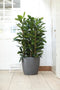 Elho Brussels Rond Wielen 47 - Grote Bloempot - 100% Gerecycled Plastic - Ø 46.5 x H 43.5 cm - Antraciet