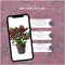 Plants by Frank - Skimmia Rubella - Wintergroene struik met rode knoppen - (3 stuks)