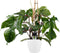 Philodendron Squamiferum - Pyramide in ELHO Round (wit) ↨ 70cm - hoge kwaliteit planten