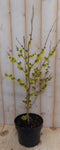Toverhazelaar Hamamelis 80 cm