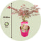 Plant in a Box - Acer palmatum 'Extravaganza' - Japanse Esdoorn - Set van 2 - Winterhard - Tuinplant - Pot 19cm - Hoogte 50-60cm