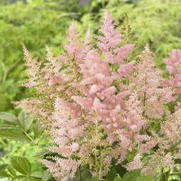 Pluimspirea (Astilbe Japonica) 'Europa' | 1 stuk | Schaduwplant | tuinplant schaduw | 11x11 cm Kwekerspot | Snijbloem | verwilderend | Geschikt voor in Pot | winterhard | Roze