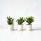 Plant in a Box - Schlumbergera Tricolor - Set van 3 Kerstcactussen - Kleurrijke bloeiende kamerplant - Pot 9cm - Hoogte 15-25cm