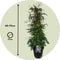Plant in a Box - Jasminum polyanthum - Set van 2 - Jasmijn tuinplant Piramide - Groenblijvende klimplant - Pot 17cm - Hoogte 60-70cm