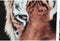 HomeLuxery- Schilderij DKD Home Decor Tijger Pijnboom Canvas (5 pcs) (2 pcs)