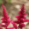 Plant in a Box - Astilbe - Mix van 6 - Pluimspirea - Wortelstokken - Robuuste bloeiende plant