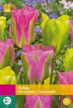 Jub Holland - bloembollen - Tulpen Strawberry Lemonade - maat 11/12 - 15 stuks