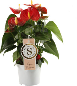 Goed & Groen - Anthurium "Red Champion" - ↨ 30cm - Potmaat 9 - Exclusieve Kwaliteit Planten - Kamer Plant - Kamerplanten - Sfeer - Interieur
