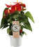 Goed & Groen - Anthurium