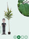 Katsuraboom hoogstam 300 cm | Cercidiphyllum japonicum 10-14 cm | Bomenbezorgd.nl