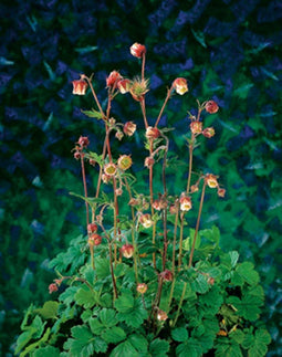 Geum rivale P9