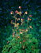 Geum rivale P9