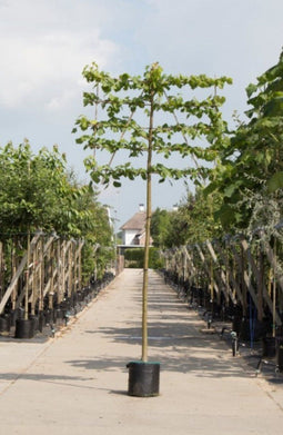 Leilinde 220 cm | Tillia europaea 'Pallida' 20-25 cm 220 cm| Bomenbezorgd.nl