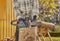 Gardena PowerSaw 250/18V - Accu kettingzaag - Borstelloze motor 8 m/s - Oregon® ketting (1 stuk)
