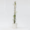Plant in a Box - Trachelospermum jasminoides 'Pink Showers' - Jasmijn XL - Winterharde klimplant - Pot 17cm - Hoogte 110-120cm