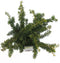 Warentuin Natuurlijk - Taxus baccata summergold 40-50 cm
